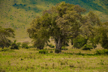beautiful African landscape in Tanzania with trees and mountains.