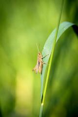 large grasshopper on a green thread with a green background