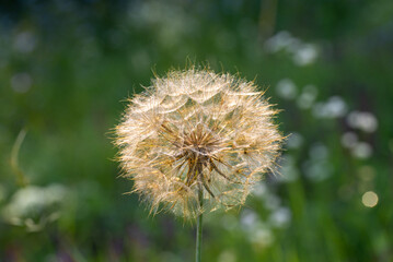 Macro shot. big dandelion on a green background