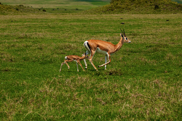 Grant's gazelle female with newborn baby