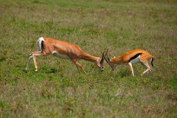 two male Grant's gazelle dueling on a green meadow