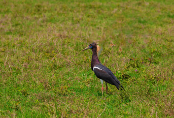 Abdim's Stork White-bellied Stork, a stork belonging to the family Ciconiidae.
