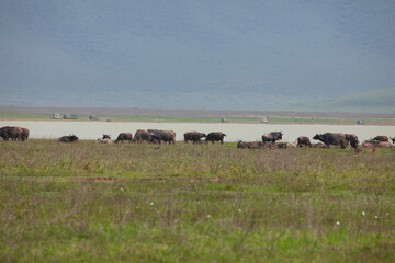 African landscape with a large herd of buffaloes on the horizon near a blue lake.