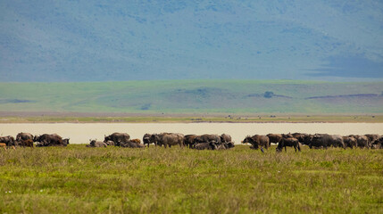 African landscape with a large herd of buffaloes on the horizon near a blue lake.