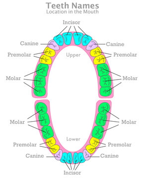 Teeth location, types. Place in mouth. Posterior, anterior. Colored four types of adult human tooth group names. Upper, lower palate. Incisor, canine, premolar, molar. Illustration Vector