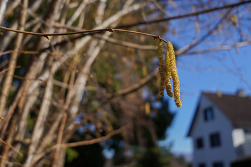 Gelbe Blütenkätzchen von einem Haselnussbaum