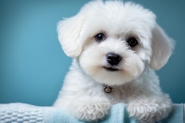 maltese puppy portrait