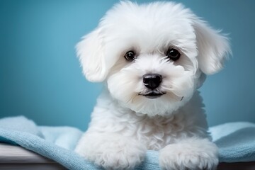 Obraz premium maltese puppy portrait