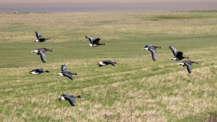White fronted geese flying