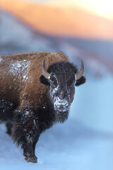 Bison at Sunset © Sara