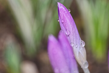 Close-up of a single closed blossom of a purple crocus with drops of water - 577544866