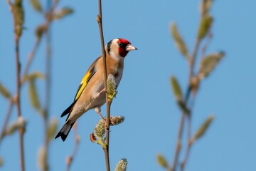 Goldfinch /Carduelis carduelis
