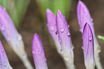 Close-up of a closed blossoms of multiple purple crocuses with drops of water - 577546034
