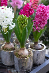 Young Hyacinthus orientalis ready to bloom at the greek garden shop in spring.