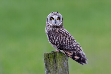 Short-eared owl on a pole