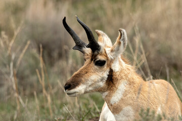 Pronghorn antelope (Antilocapra americana) in meadow  Yellowstone National Park  Wyoming © Tom