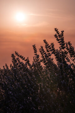 backlighting of lavender flowers at sunset on a hot summer day, torrid heat, high temperatures, vertical © Javier