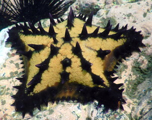 Costa Rica Pacific sea life