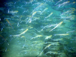 Costa Rica Pacific sea life