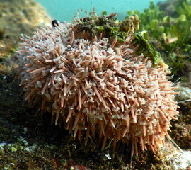 Costa Rica Pacific sea life