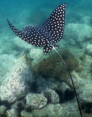 Costa Rica Pacific sea life © Brian