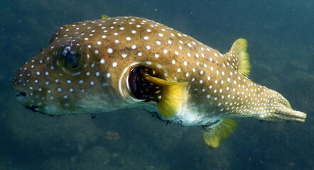Costa Rica Pacific sea life © Brian
