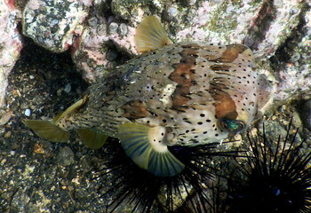 Costa Rica Pacific sea life