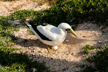 Prote&ccedil;&atilde;o ovo