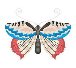 blue and red butterfly