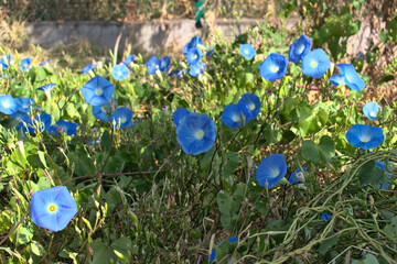Morning glory flowers on a sunny day