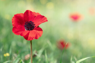 Beautiful flower of red anemona on the spring meadow