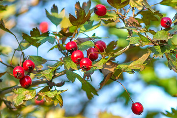 Red ripe hawthorn berries on a branch close-up.