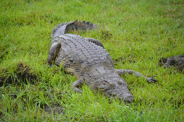 nile crocodile in grass