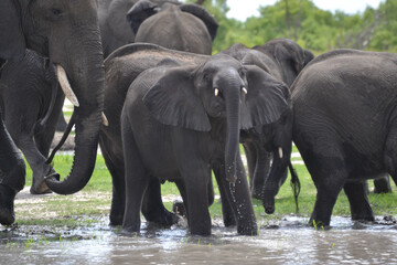 Elephants at Watering Hole
