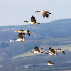Mixed flight of white fronted and Canada geese.
