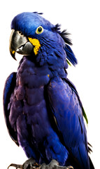 Obraz premium A vibrant and colorful Macaw bird standing on a white background. Created through the magic of Generative AI