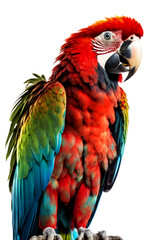 Obraz premium A vibrant and colorful Macaw bird standing on a white background. Created through the magic of Generative AI