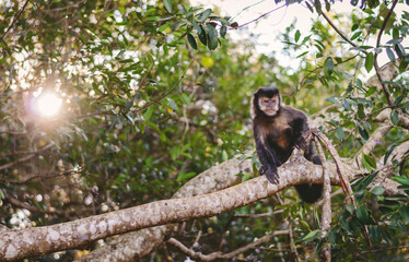 Macaco Observador