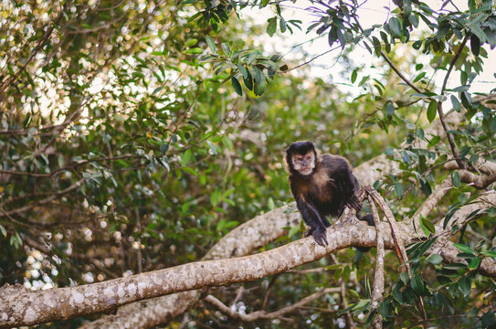 Macaco-Prego-da-Cara-Branca Atento ao Detalhe - Illustrations ART street