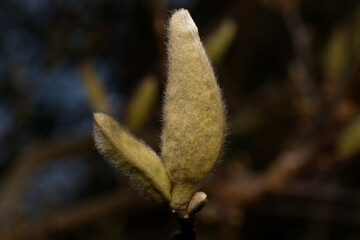 Magnoliaceae hairy bud from magnolia in early march