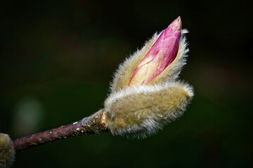 Magnoliaceae close up of pink magnolia opening from hairy bud in early march