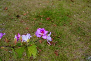 Closeup of Bauhinia Variegata tree brunch with light pink flowersCloseup of Bauhinia Variegata tree brunch with light pink flowers	