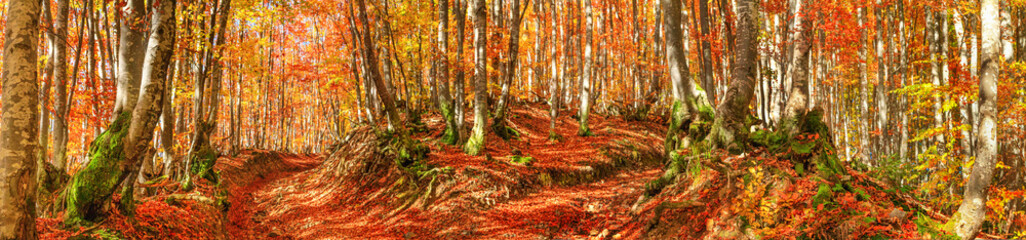 Autumn landscape, panorama, banner - view of a forest road in the autumnal mountain beech forest, Carpathians, Ukraine