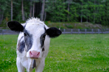 close-up white calf with ridiculous muzzle look sadly aside, young cow against green grass pasture, nature, release of greenhouse gases into nature, rearing young cattle for meat and dairy products