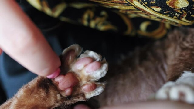 Closeup of a woman finger touching pink pads of a Devon Rex cat paw. High quality 4k footage