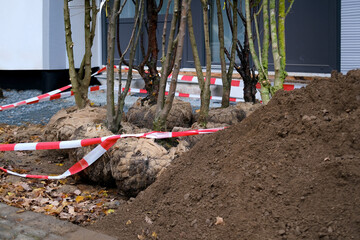 varietal seedlings trees with roots ready for planting in ground in courtyard house, heap, pile...