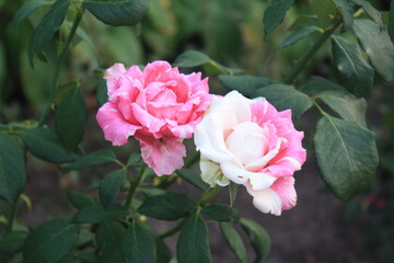 Close-up photo of tender pink couple of roses