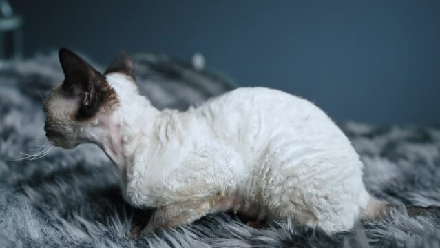 Tabby pointed Devon Rex cat sitting on a bed. High quality 4k footage