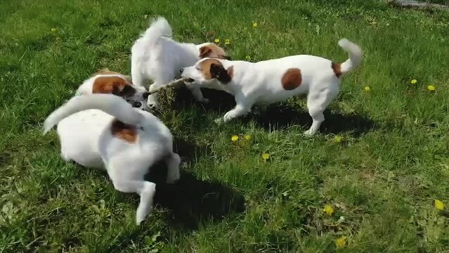 Three Jack Russell Terrier dogs play with a stick on a green lawn.
