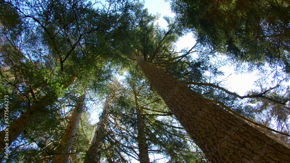 Poster bottom view of trees with green tops. creative. beautiful tall trees in forest with green tops. fore